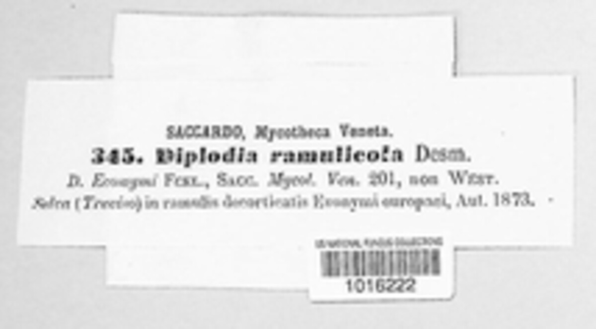 Diplodia ramulicola image